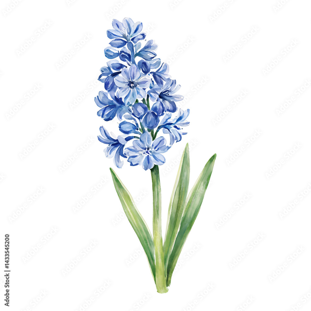 Obraz premium Blue Hyacinth Flower Isolated Close Up Isolated Hand Drawn Watercolor Painting Illustration