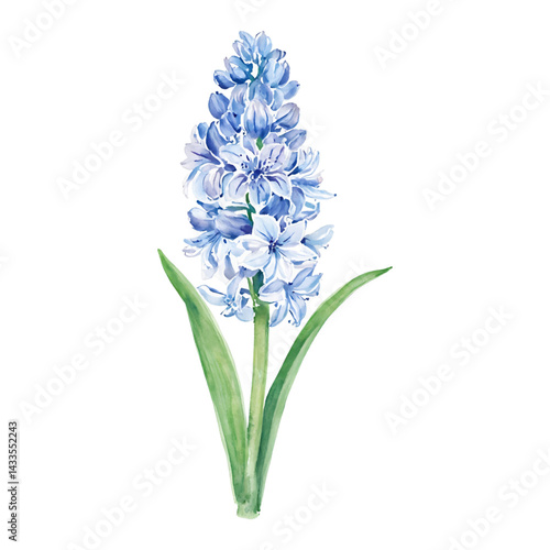 Elegant Blue Hyacinth Flower with Green Leaves Isolated Hand Drawn Watercolor Painting Illustration
