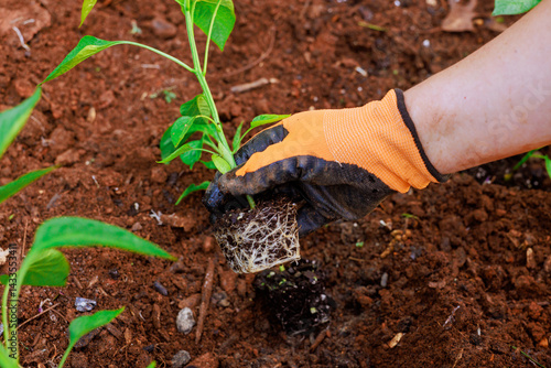 Billede på lærred Hands in gloves carefully transplanting seedling young pepper into moist soil, nurturing growth in backyard garden setting
