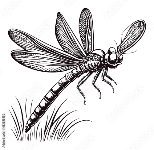 Detailed Engraving of a Dragonfly with Intricate Illustrative Elements