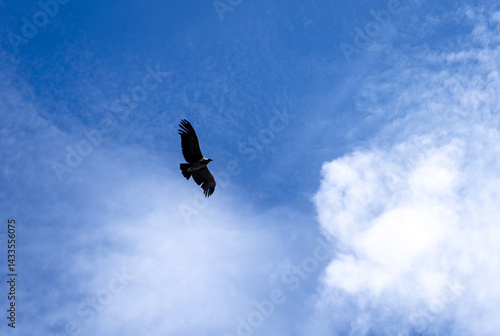 Condor soaring over the Colca Canyon in Peru