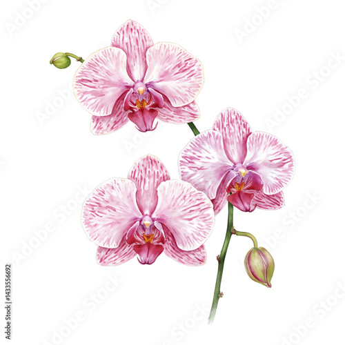 Orchid Flowers with Bud Isolated Hand Drawn Watercolor Painting Illustration Floral Blossom