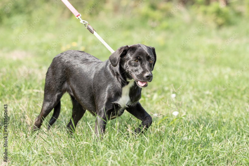 Rescued dog on the meadow during obedience and socialization training. Dog are also photographed in purpose of adoption