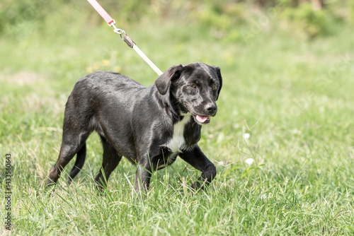 Obraz na płótnie Rescued dog on the meadow during obedience and socialization training. Dog are also photographed in purpose of adoption w salonie