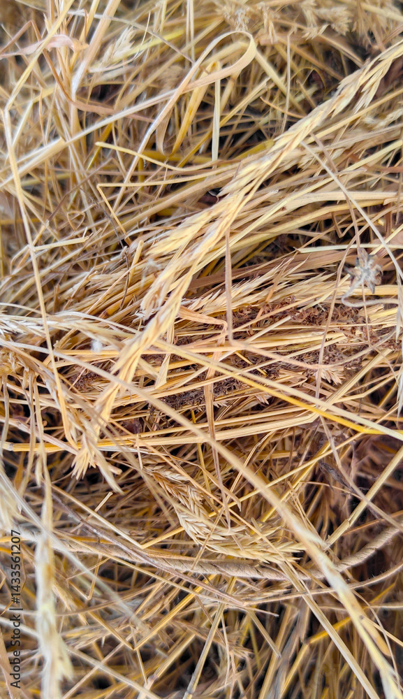 Macro shot of entangled hay strands in a vivid display of natural textures and tones typical of traditional rural landscapes Macro shot of entangled hay strands in a vivid display of natural textures and tones typical of traditional rural landscapes