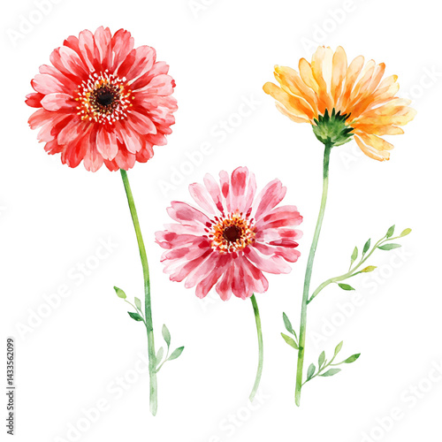 Vibrant Gerbera Flowers in Watercolor Isolated Hand Drawn Watercolor Painting Illustration