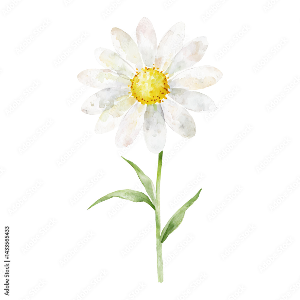 Fototapeta premium Beautiful Single Daisy Flower with Green Leaves Isolated Hand Drawn Watercolor Painting Illustration