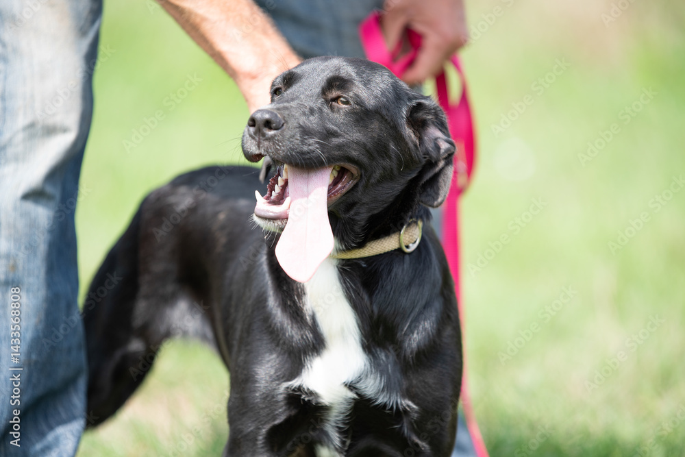 Rescued dog on the meadow during obedience and socialization training. Dog are also photographed in purpose of adoption
