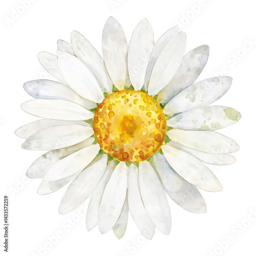 Daisy Flower with White Petals and Yellow Center Isolated Hand Drawn Watercolor Painting Illustration