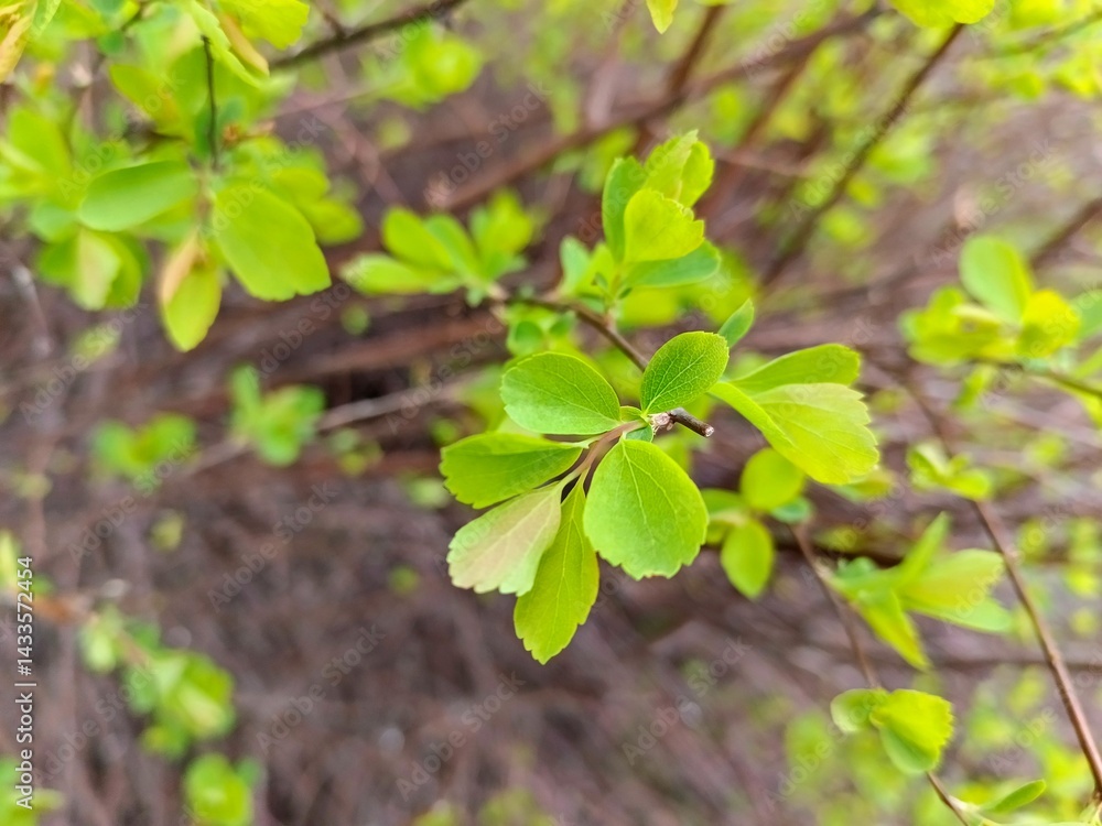 Green leaves on the branches of a bush in the spring. Natural background Green leaves on the branches of a bush in the spring. Natural background