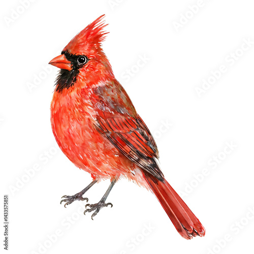 Vivid Northern Cardinal Bird Full Body Isolated Hand Drawn Watercolor Painting Illustration