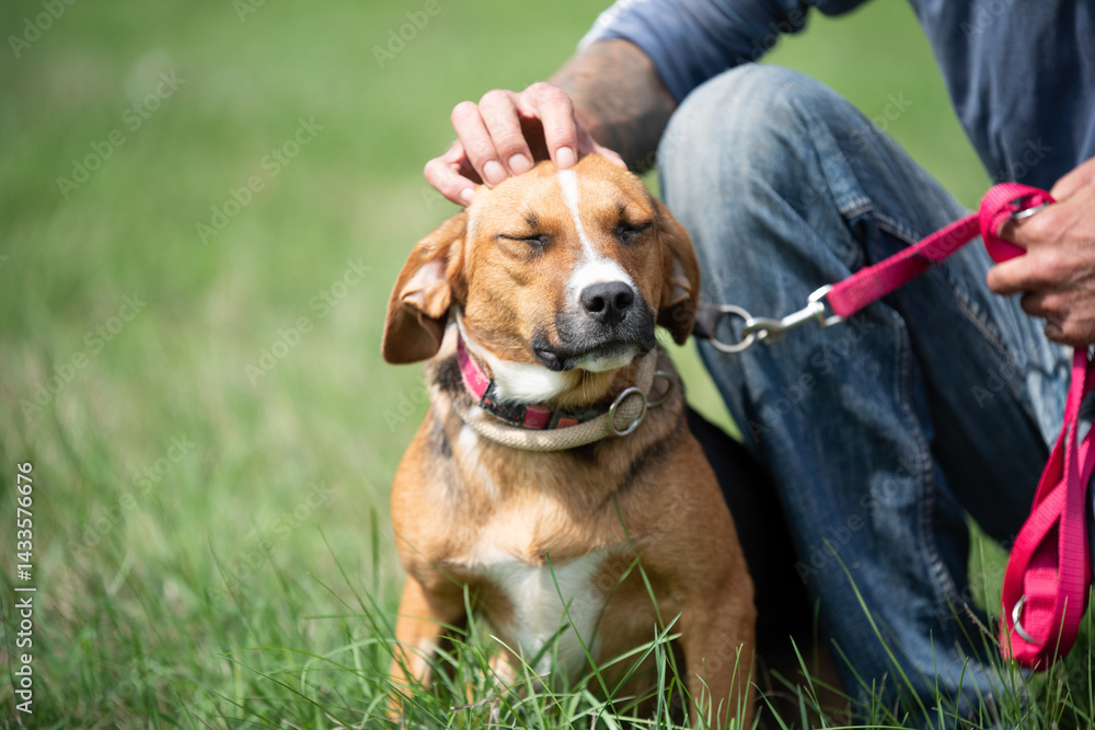 Rescued dog on the meadow during obedience and socialization training. Dog are also photographed in purpose of adoption