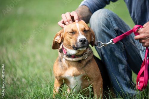 Rescued dog on the meadow during obedience and socialization training. Dog are also photographed in purpose of adoption