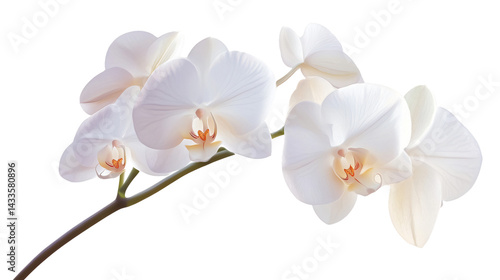 Elegant White Orchid Blossom on Pure White Background