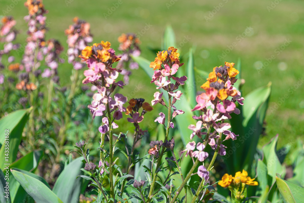Fototapeta premium Beautiful garden flowers Erysimum cheiri. the wallflower.