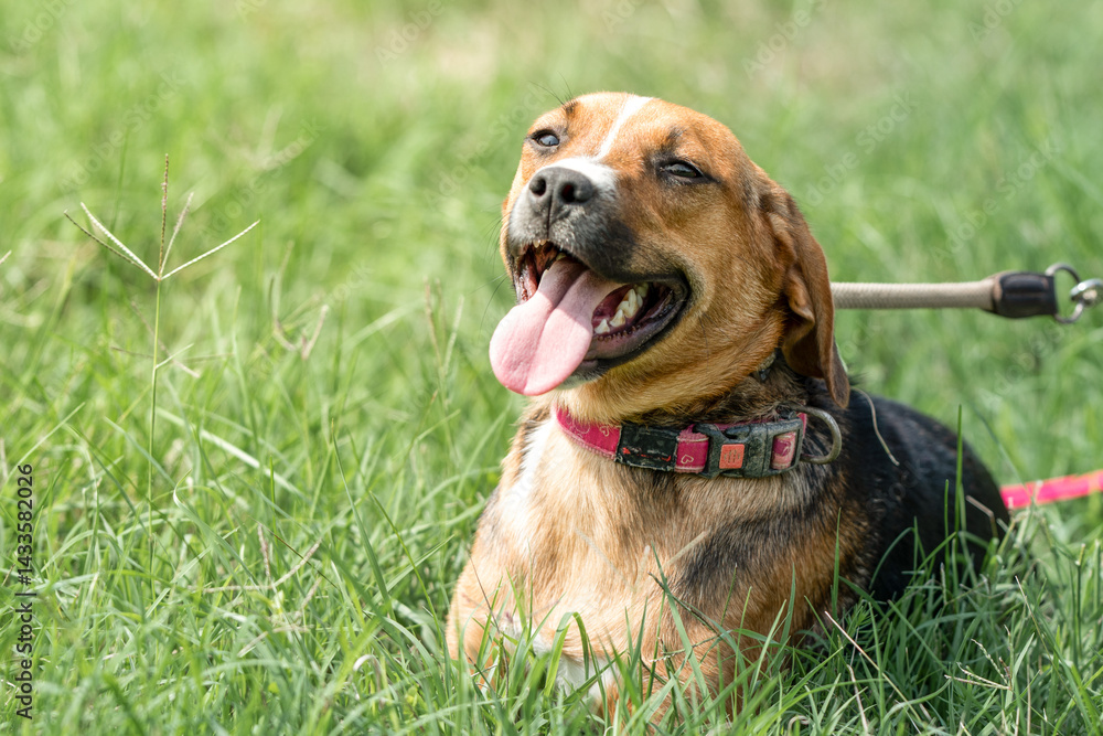 Rescued dog on the meadow during obedience and socialization training. Dog are also photographed in purpose of adoption