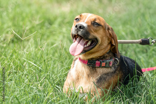 Obraz na płótnie Rescued dog on the meadow during obedience and socialization training. Dog are also photographed in purpose of adoption w salonie