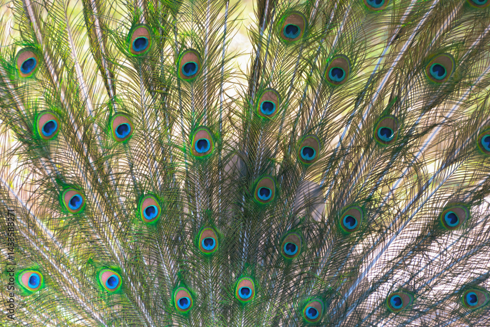Obraz premium The Indian peafowl (Pavo cristatus), blue peafowl. the common peafowl spread its tail. Beautiful plumage.