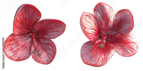 Realistic Image of Two Red Flowers with Transparent Background Isolated