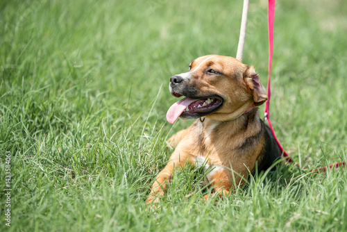 Rescued dog on the meadow during obedience and socialization training. Dog are also photographed in purpose of adoption