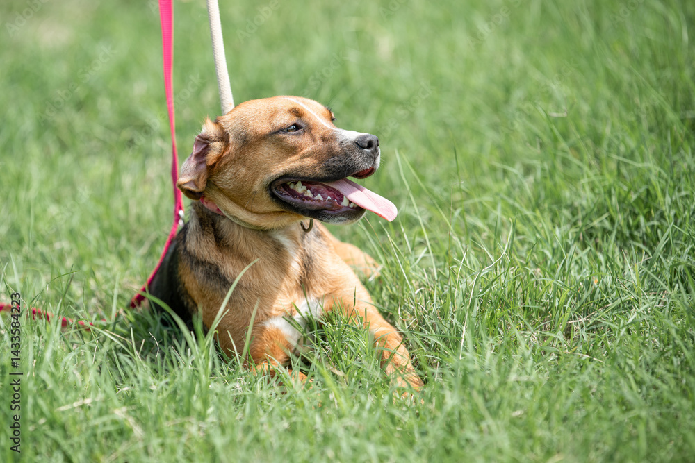 Rescued dog on the meadow during obedience and socialization training. Dog are also photographed in purpose of adoption