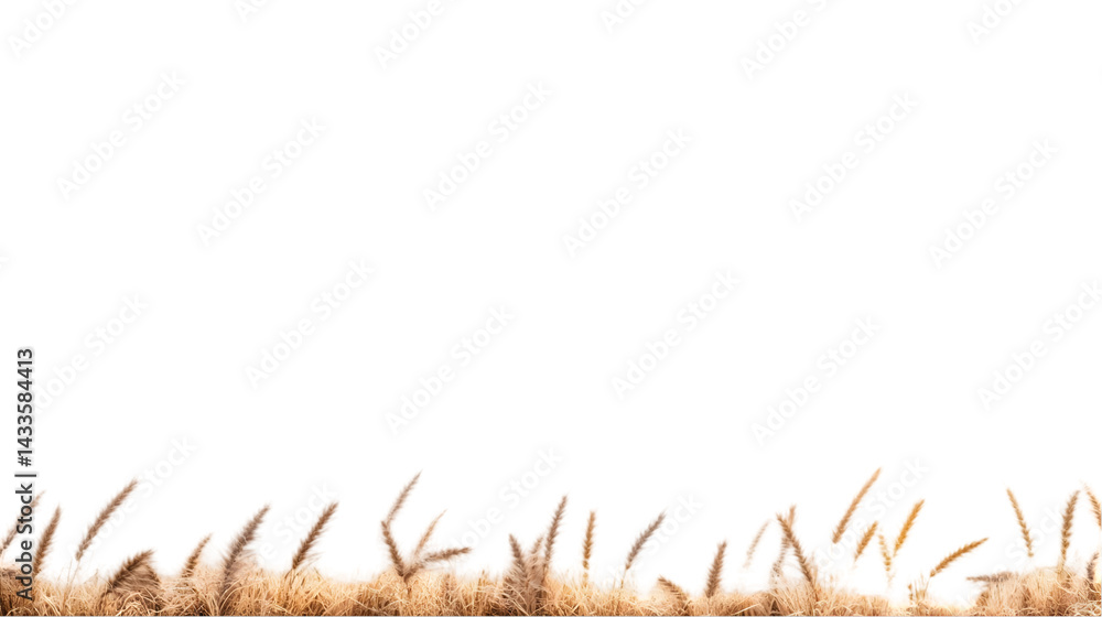 Realistic Photo of Brown Grass Isolated on Transparent Background