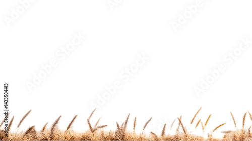 Obraz na płótnie Realistic Photo of Brown Grass Isolated on Transparent Background w salonie