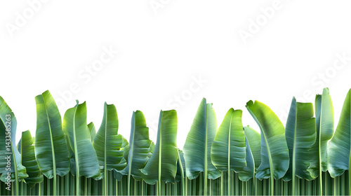Obraz na płótnie Realistic Photo Of Green Leaves And Stems On Transparent Background w salonie