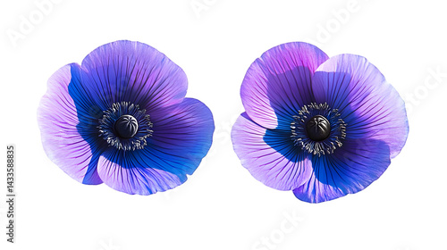 Obraz na płótnie Two Purple Blue Anemone Flowers Isolated On Transparent Background Illustration w salonie