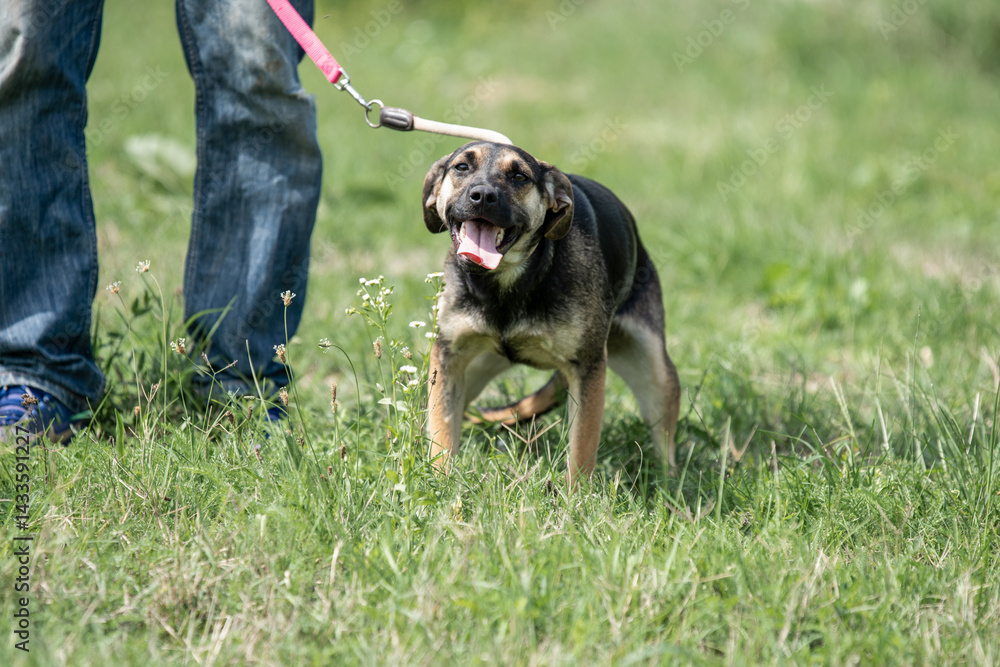 Rescued dog on the meadow during obedience and socialization training. Dog are also photographed in purpose of adoption