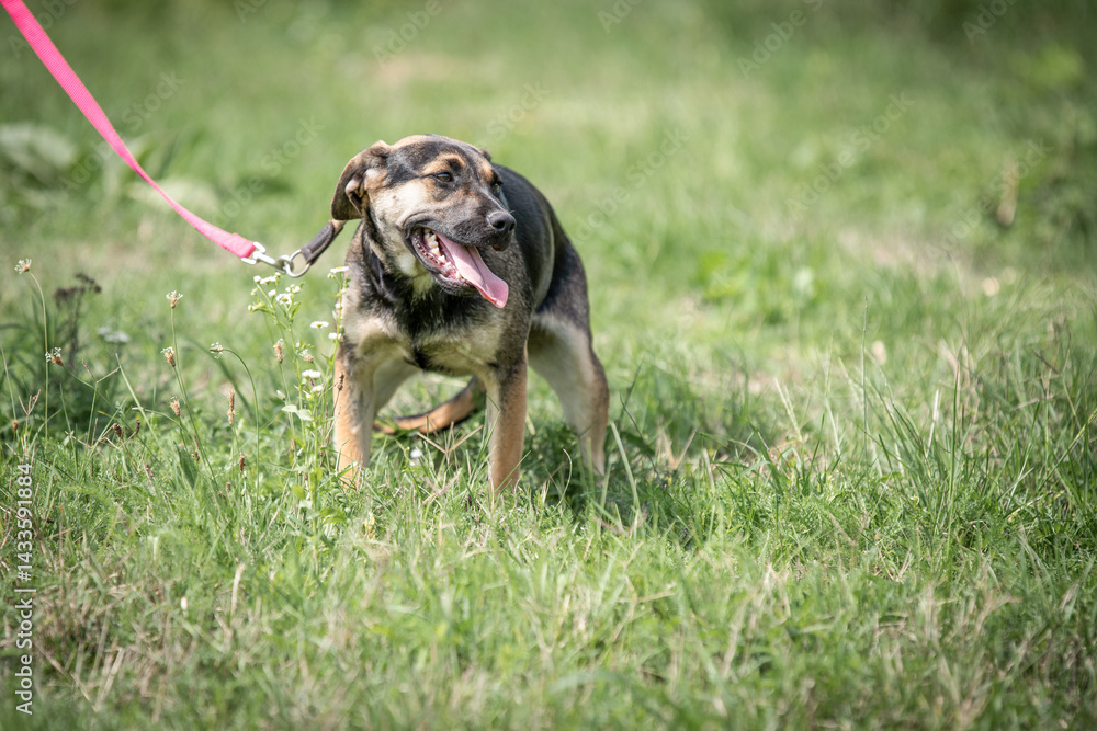 Rescued dog on the meadow during obedience and socialization training. Dog are also photographed in purpose of adoption