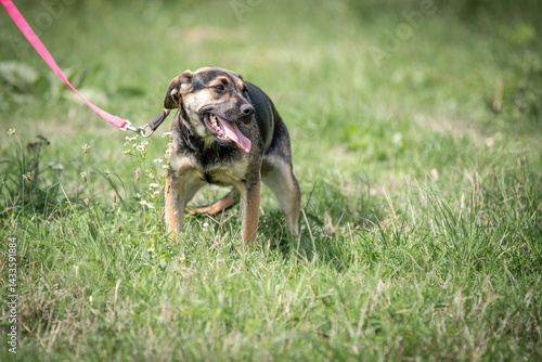 Obraz na płótnie Rescued dog on the meadow during obedience and socialization training. Dog are also photographed in purpose of adoption w salonie