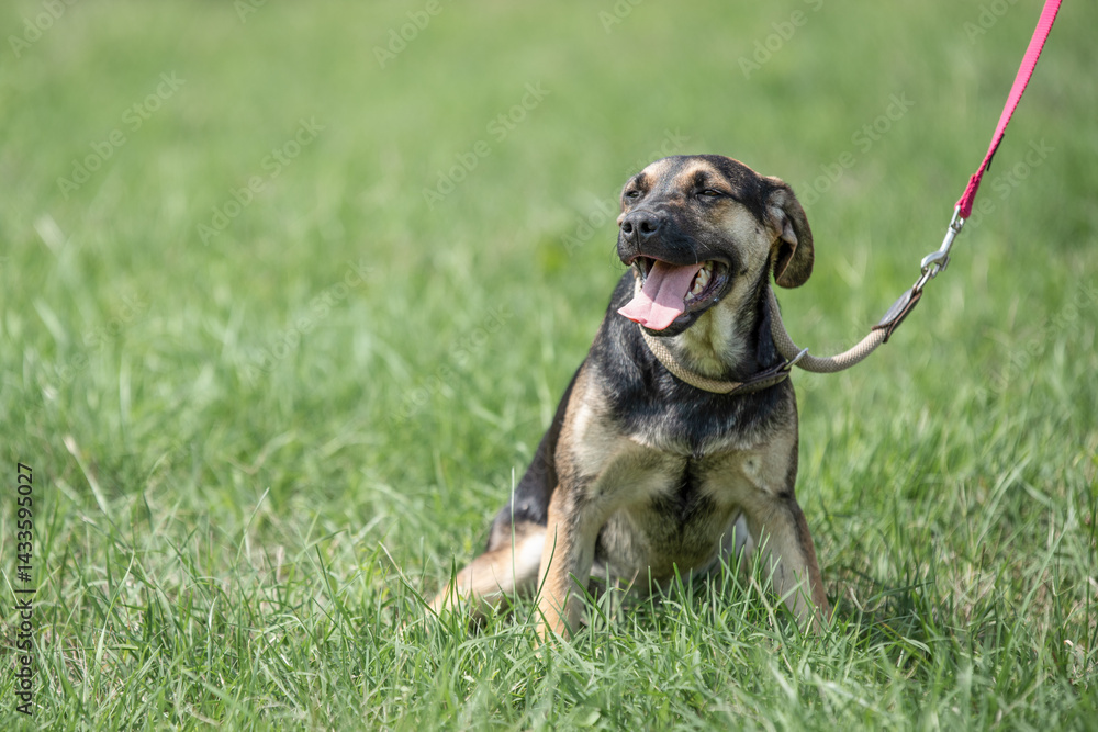 Rescued dog on the meadow during obedience and socialization training. Dog are also photographed in purpose of adoption