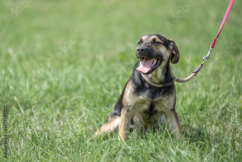 Rescued dog on the meadow during obedience and socialization training. Dog are also photographed in purpose of adoption