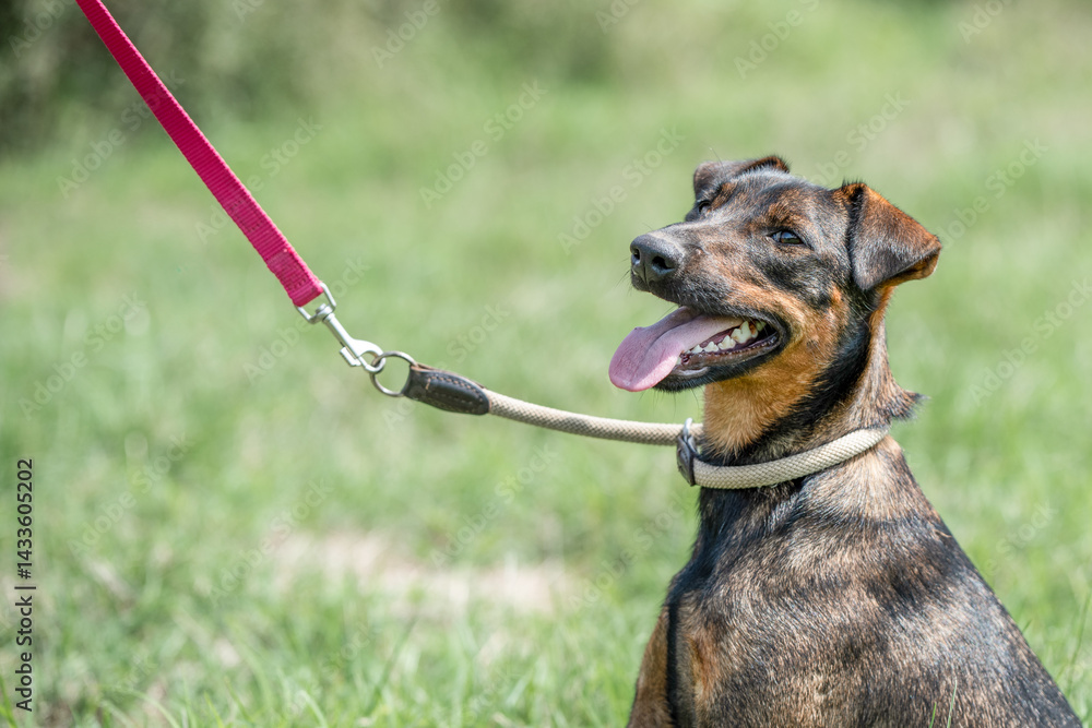 Rescued dog on the meadow during obedience and socialization training. Dog are also photographed in purpose of adoption