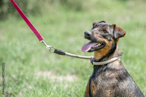 Obraz na płótnie Rescued dog on the meadow during obedience and socialization training. Dog are also photographed in purpose of adoption w salonie