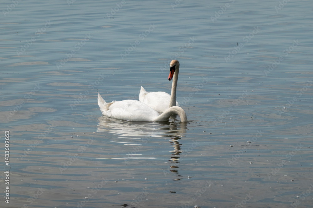 Fototapeta premium Beautiful elegant swan on Zemplínska Širava, Slovakia
