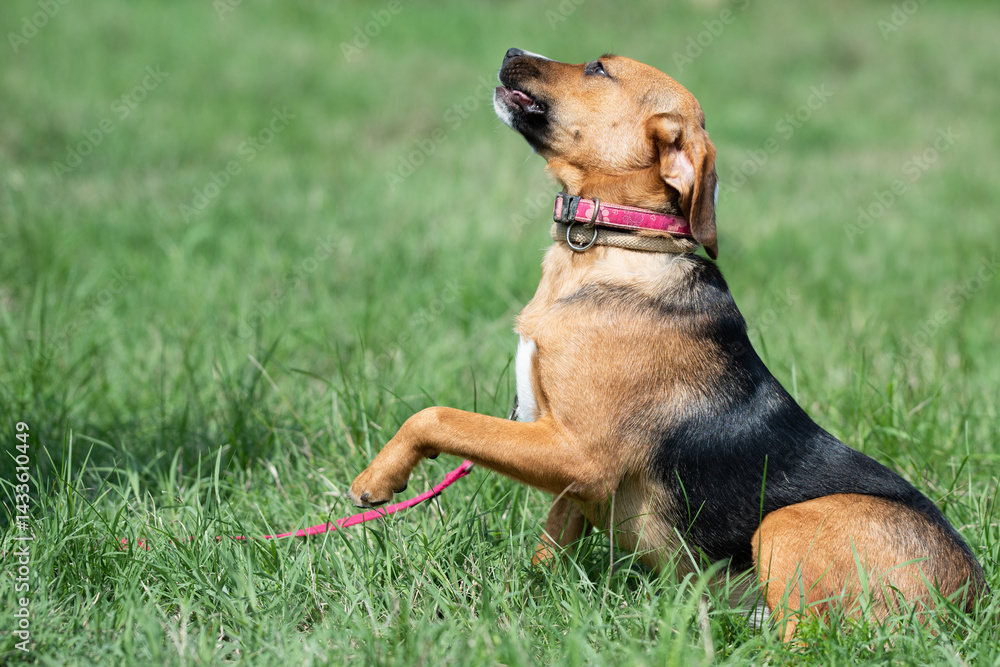 Rescued dog on the meadow during obedience and socialization training. Dog are also photographed in purpose of adoption