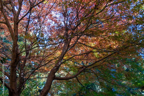 Minami Takao Seven Summits Trail 