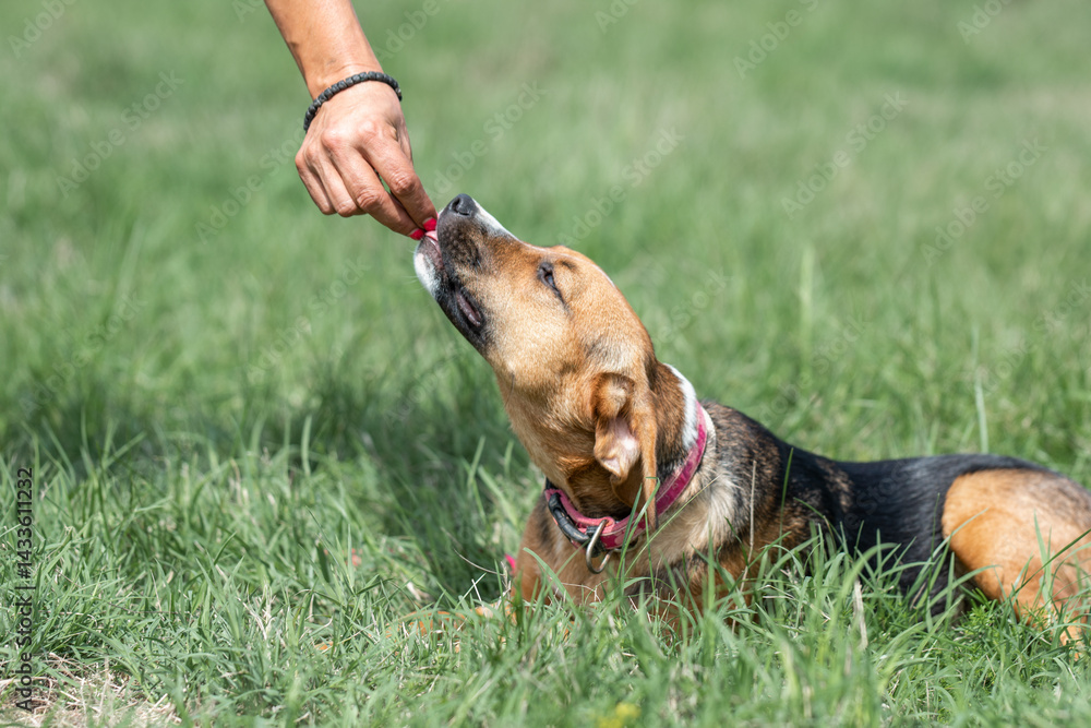 Rescued dog on the meadow during obedience and socialization training. Dog are also photographed in purpose of adoption
