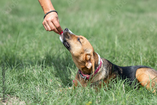 Obraz na płótnie Rescued dog on the meadow during obedience and socialization training. Dog are also photographed in purpose of adoption w salonie