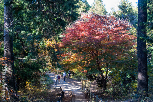 Minami Takao Seven Summits Trail 