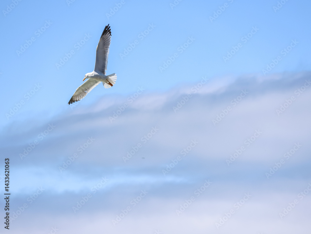 Fototapeta premium seagull flying in the sky