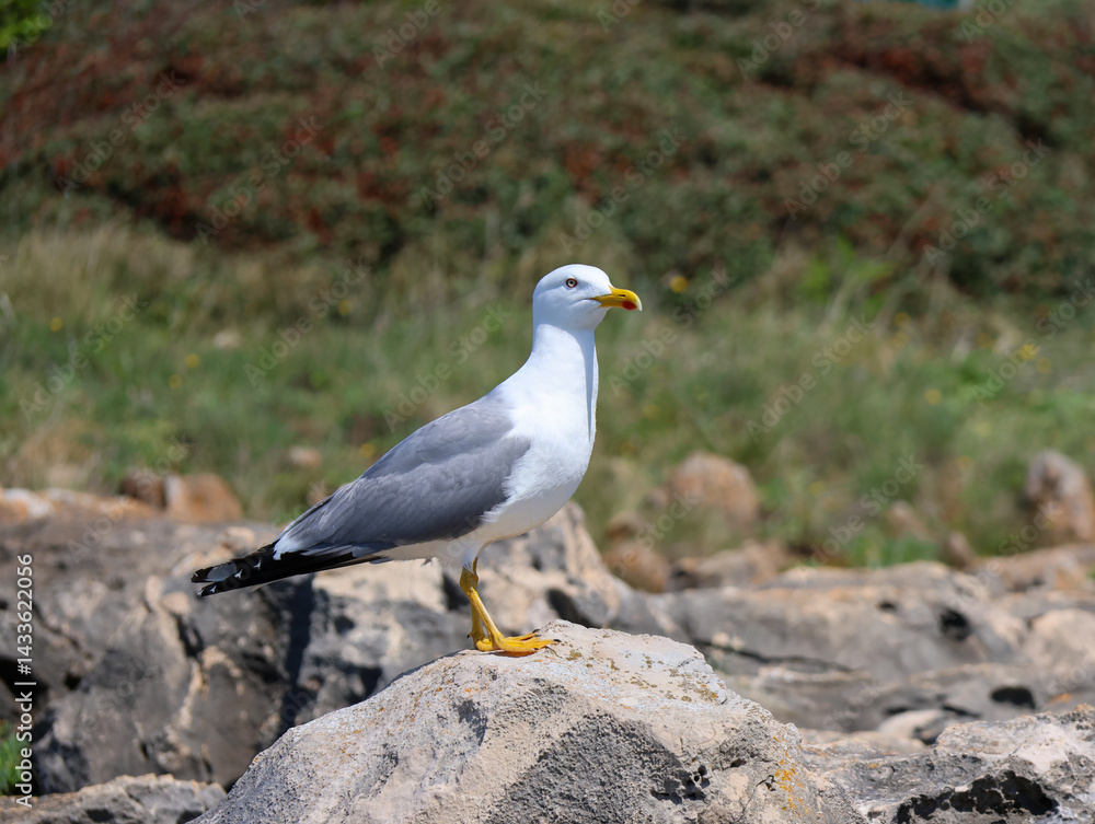 Obraz premium seagull on the rock