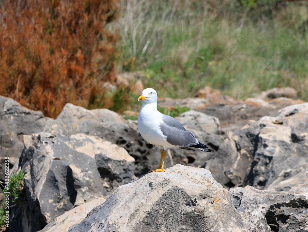 seagull on rock seagull on rock