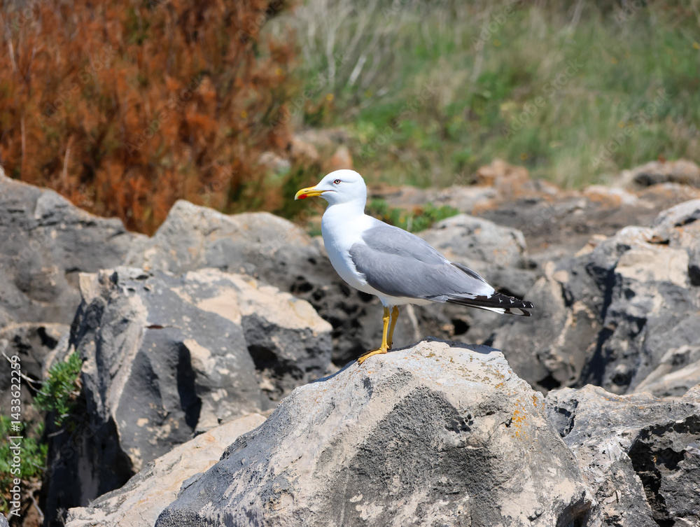 Naklejka premium seagull on the rocks