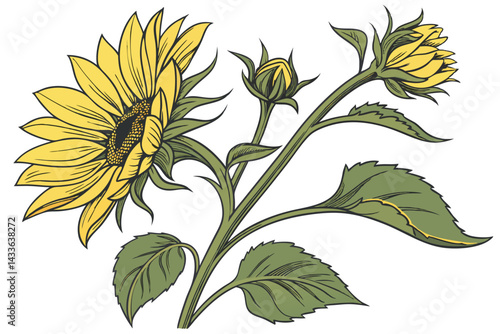 89 Vibrant yellow sunflower, large green leaves, bright botanical illustration, white background, isolated plant specimen, high-contrast nature photography, detailed petals, realistic texture, macro f