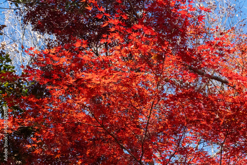 Minami Takao Seven Summits Trail 