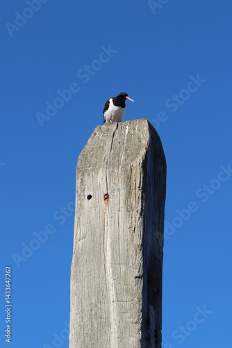 Oystercatcher sitting on a pole