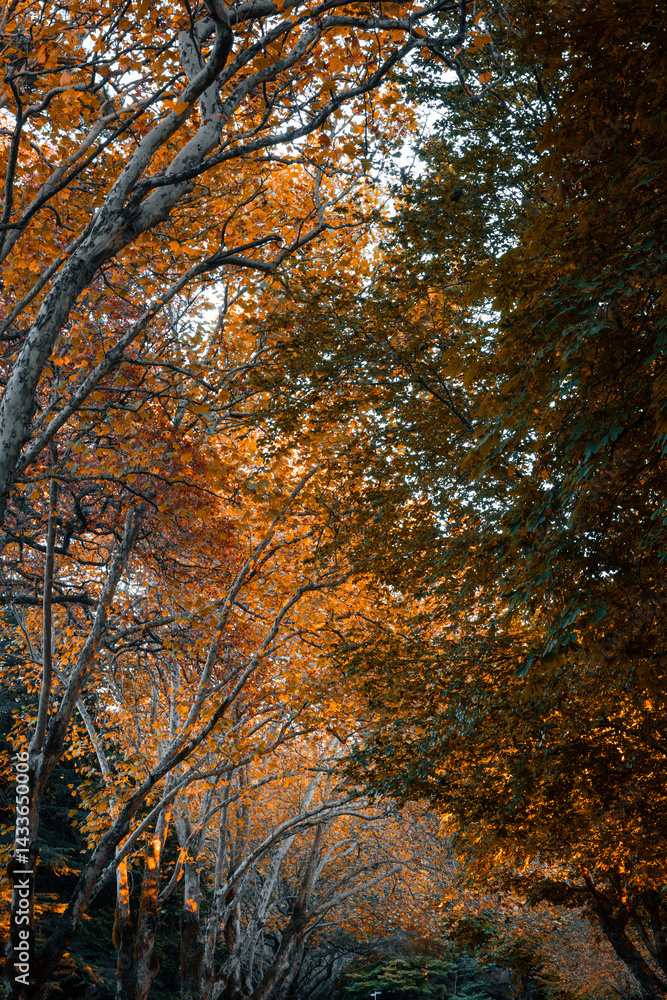 Fototapeta premium Yellow maple leaves under the morning light.